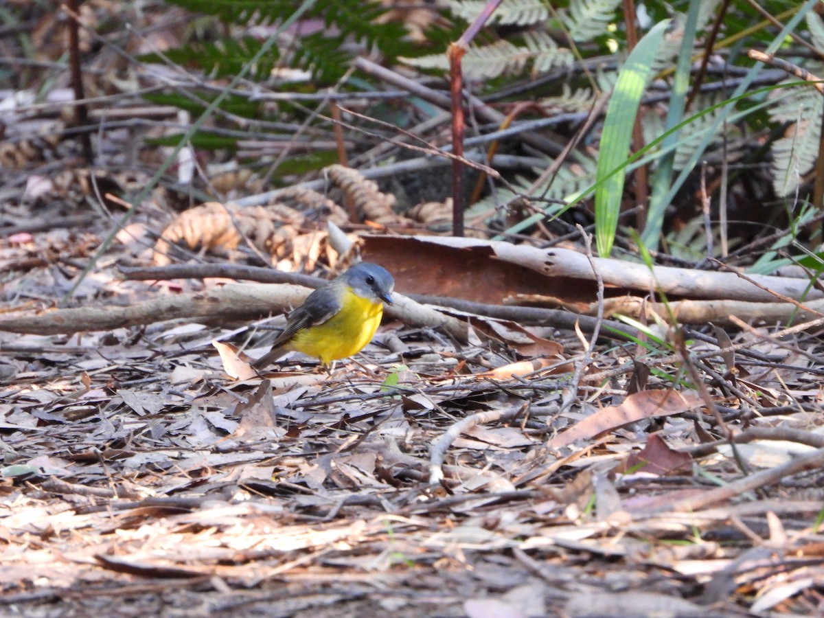 Eastern Yellow Robin - ML641280374
