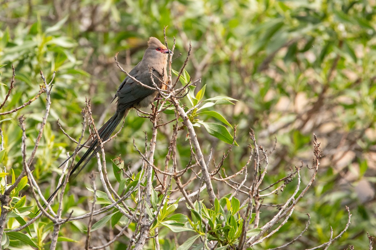 Red-faced Mousebird - ML641280385
