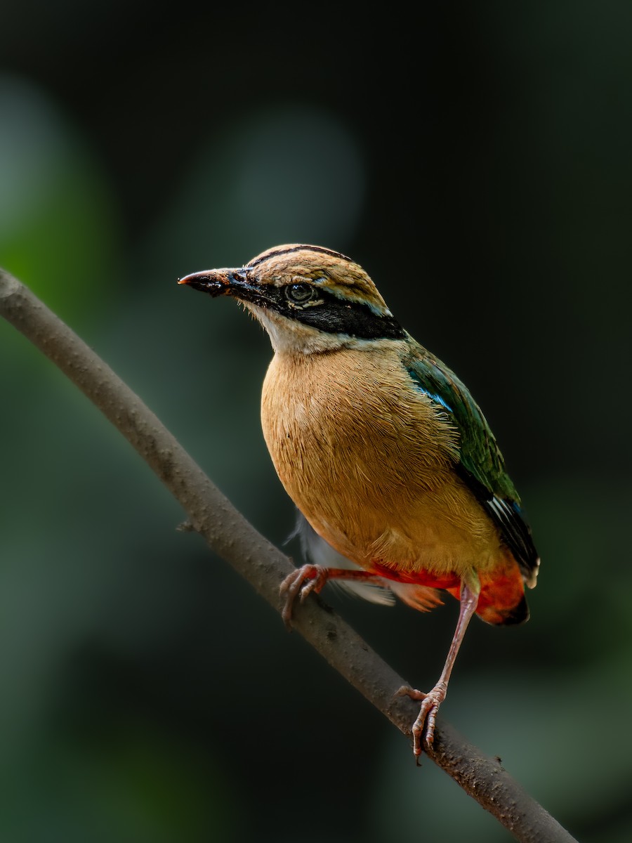 Indian Pitta - ML641280428