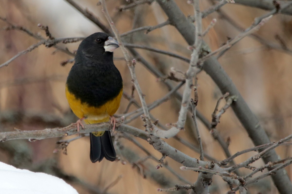White-winged Grosbeak - ML641280468
