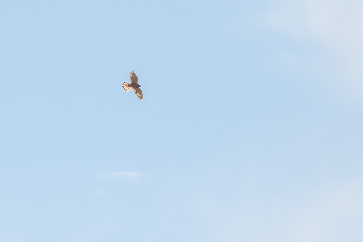 Rock Kestrel - ML641280470