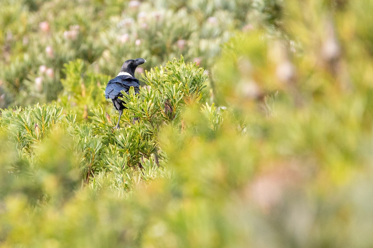 White-necked Raven - ML641280484