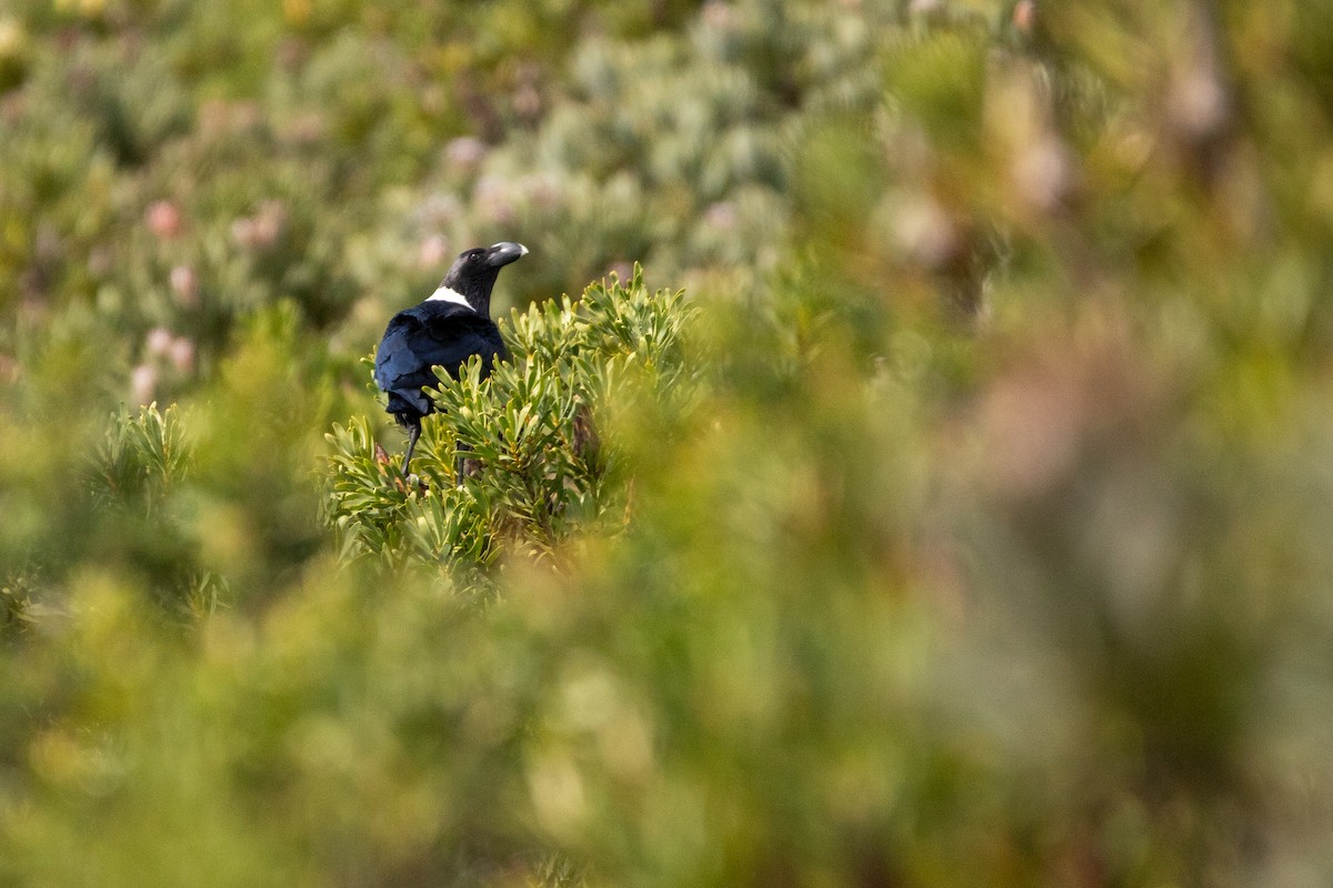 White-necked Raven - ML641280485