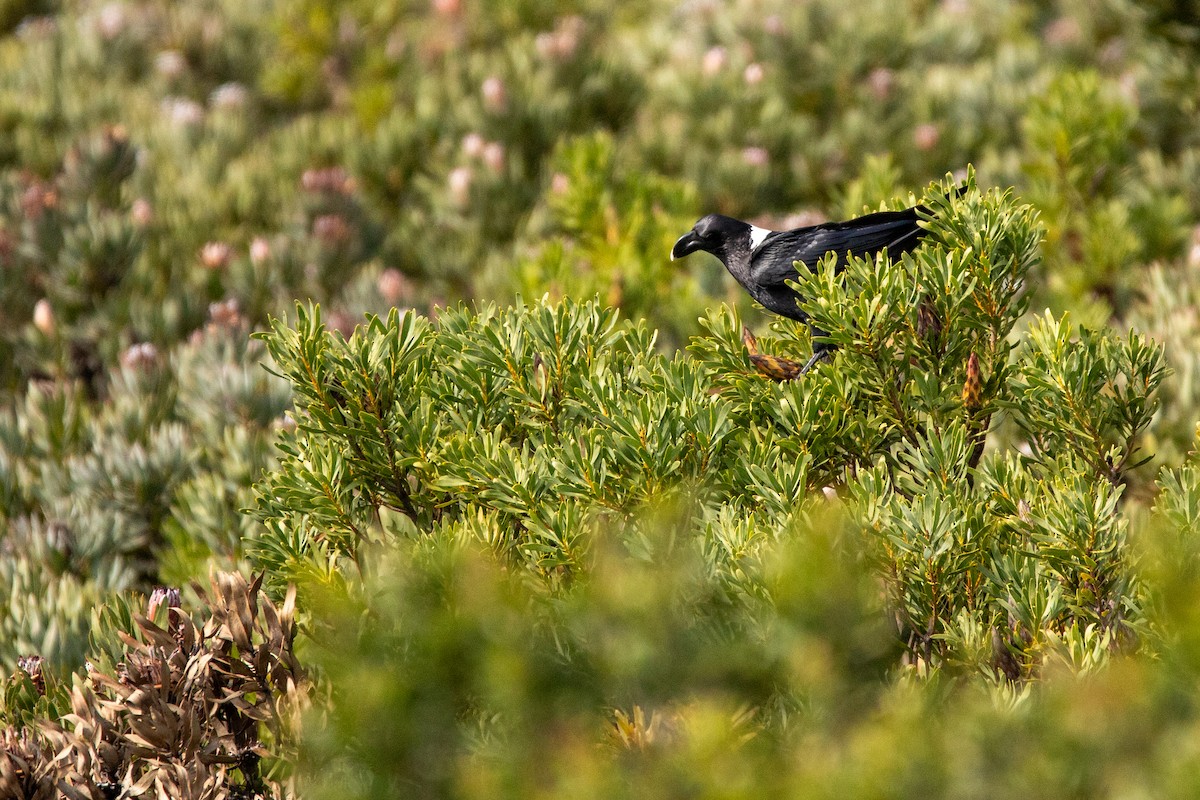 White-necked Raven - ML641280486