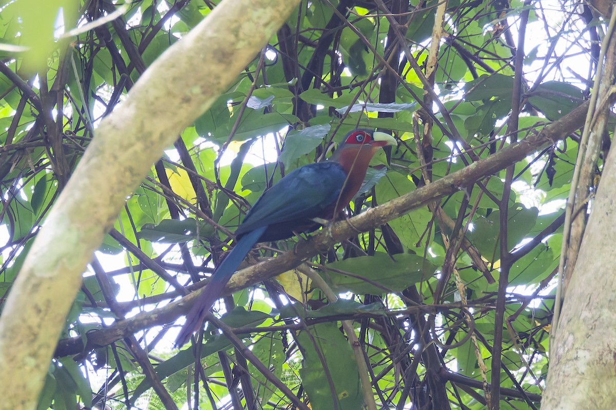 Chestnut-breasted Malkoha - ML641280494