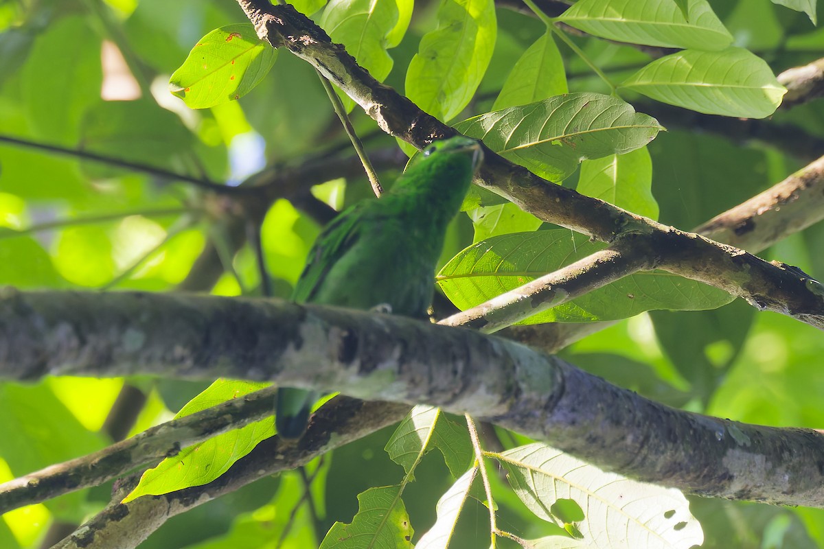 Green Broadbill - ML641280505