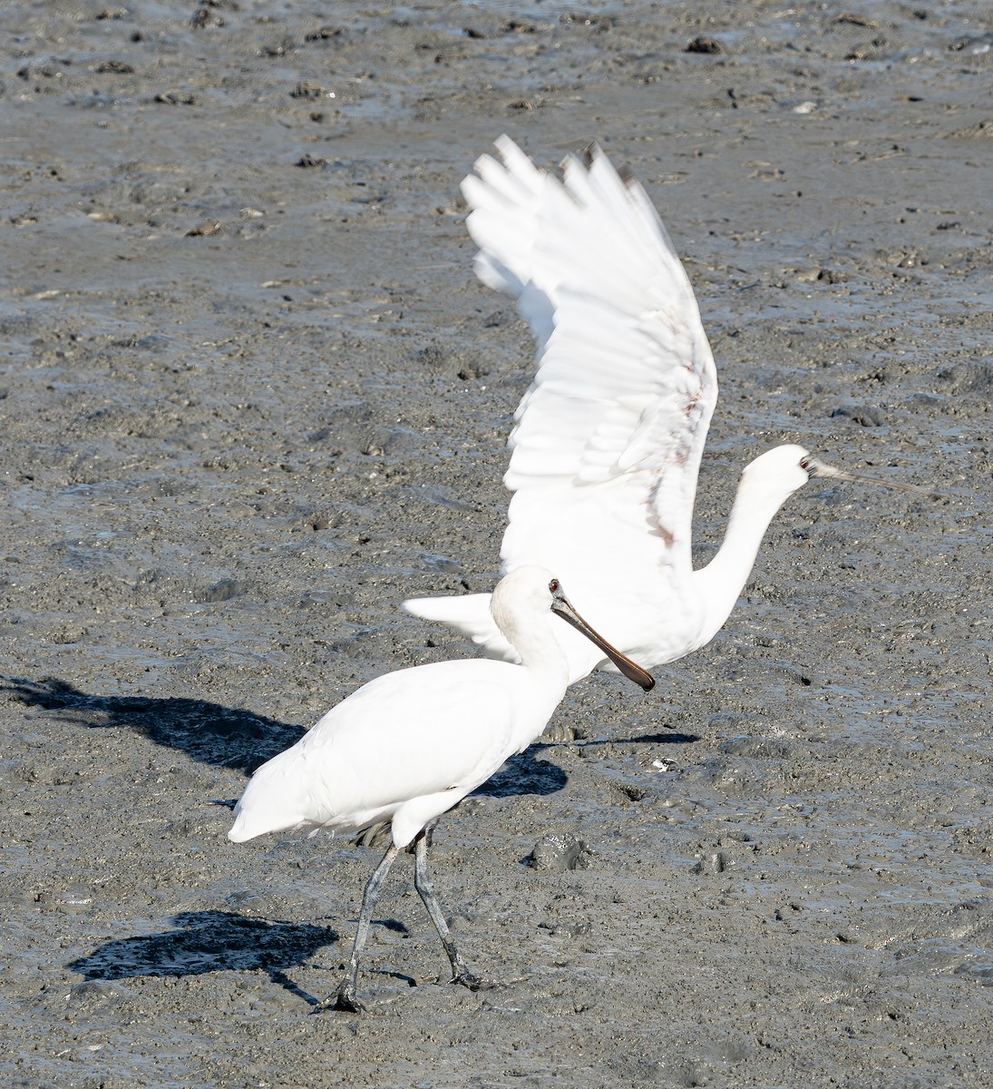 黑面琵鷺 - ML641280518