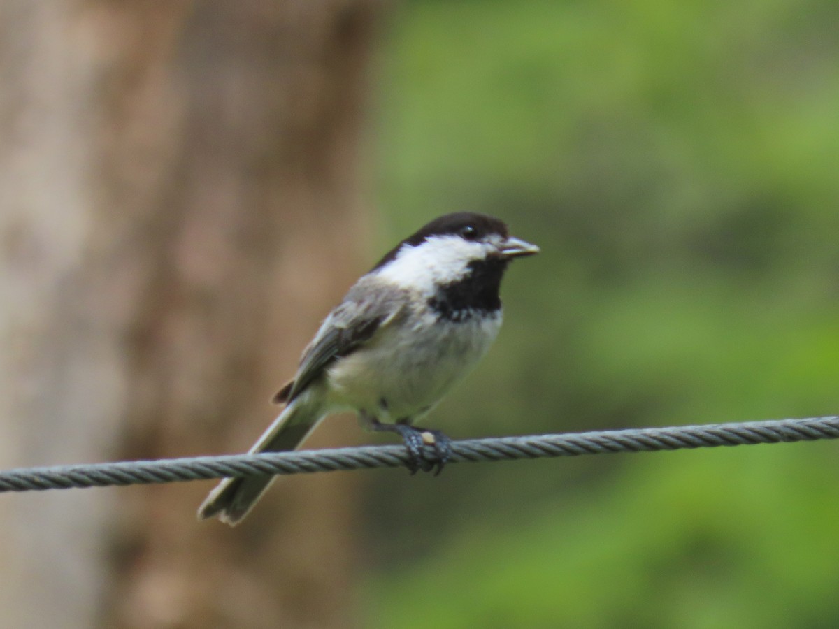 Black-capped Chickadee - ML641280534