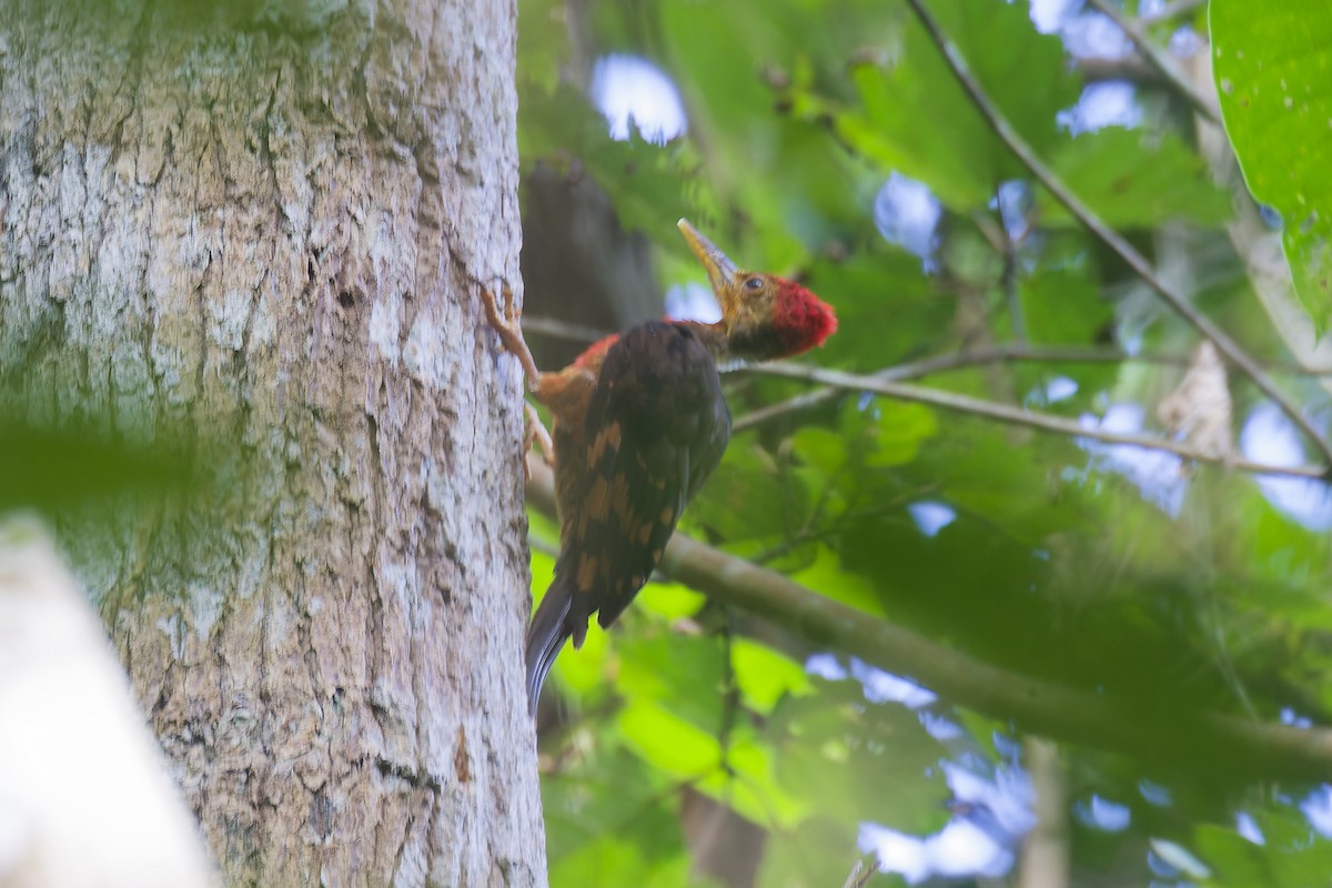 Orange-backed Woodpecker - ML641280558