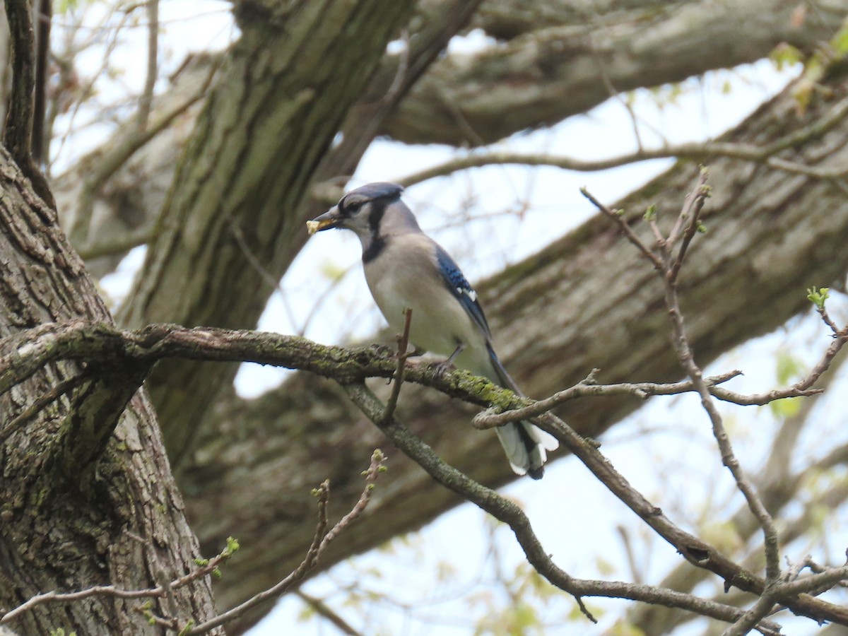 Blue Jay - ML641280570