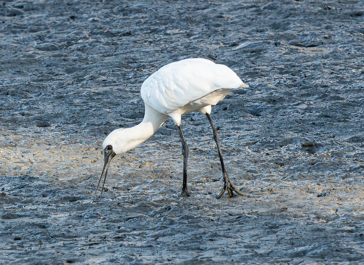 黑面琵鷺 - ML641280601