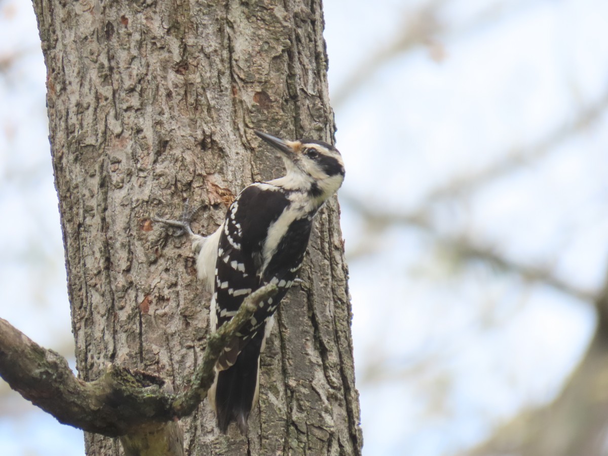 Hairy Woodpecker - ML641280628