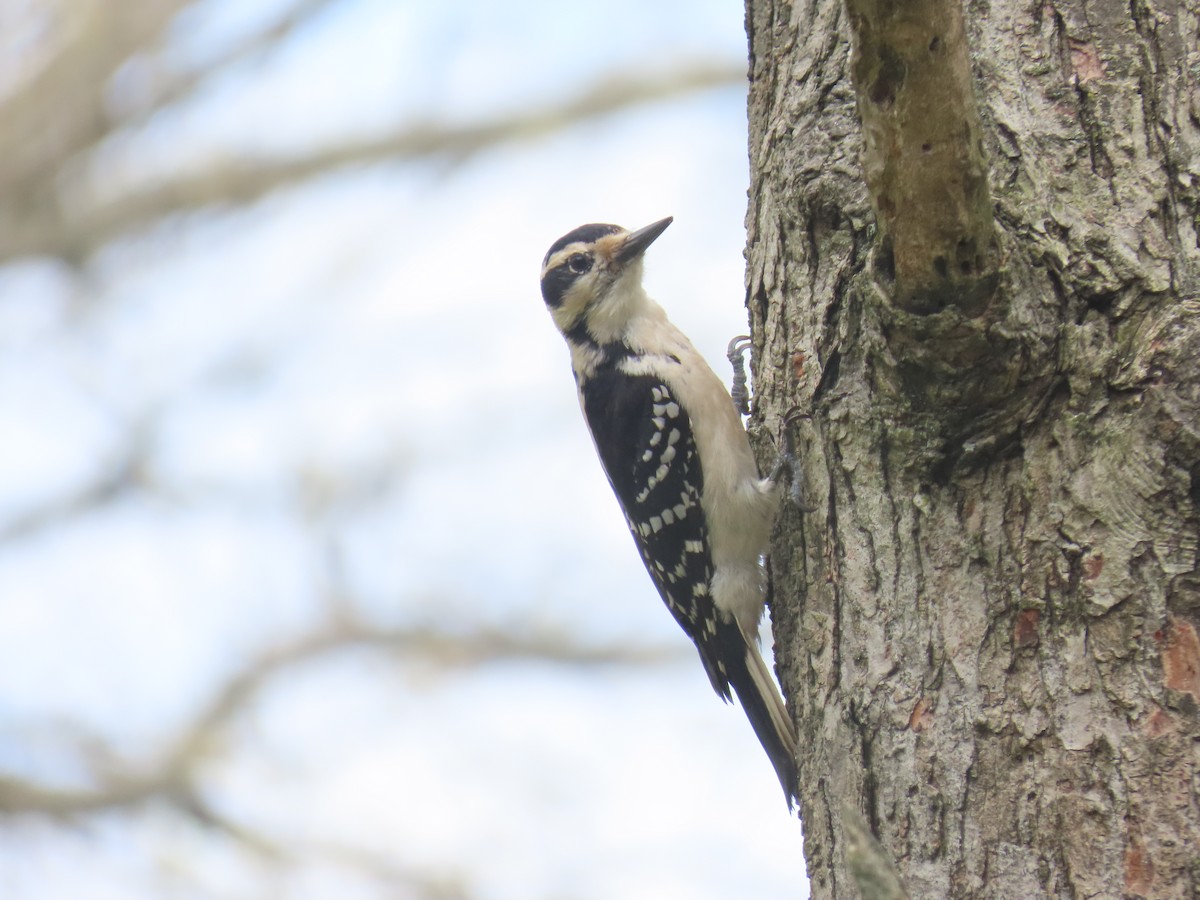 Hairy Woodpecker - ML641280637