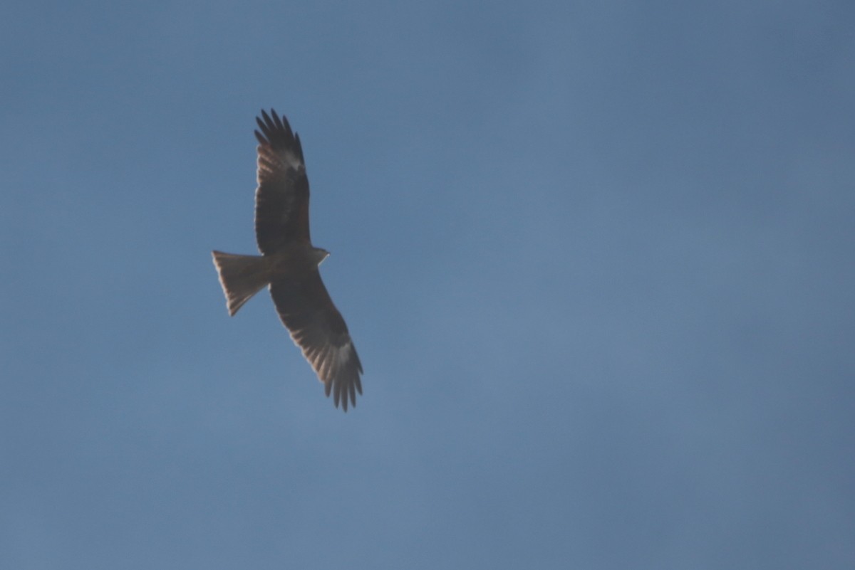 黑鳶(lineatus/formosanus) - ML641280644