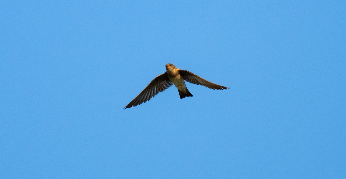 Northern Rough-winged Swallow - ML641280650