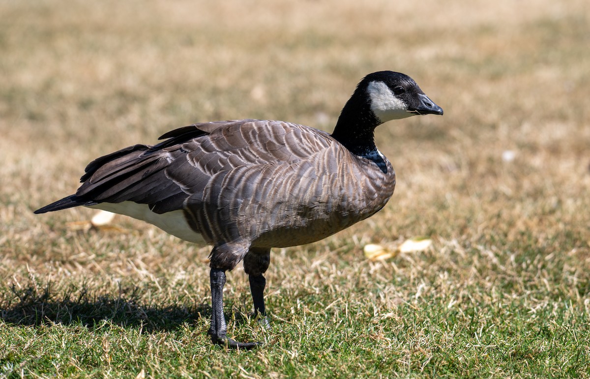 Cackling Goose - ML641280665