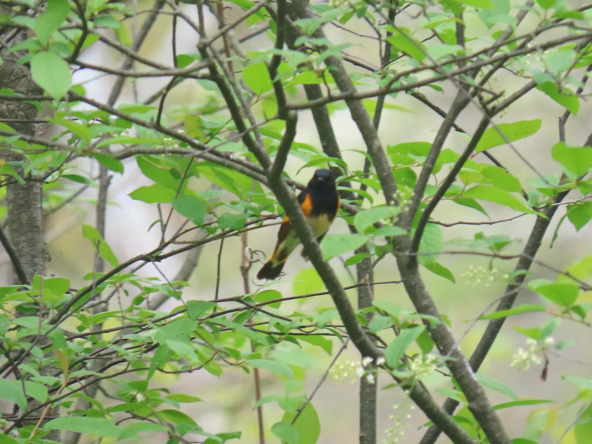 American Redstart - ML641280671