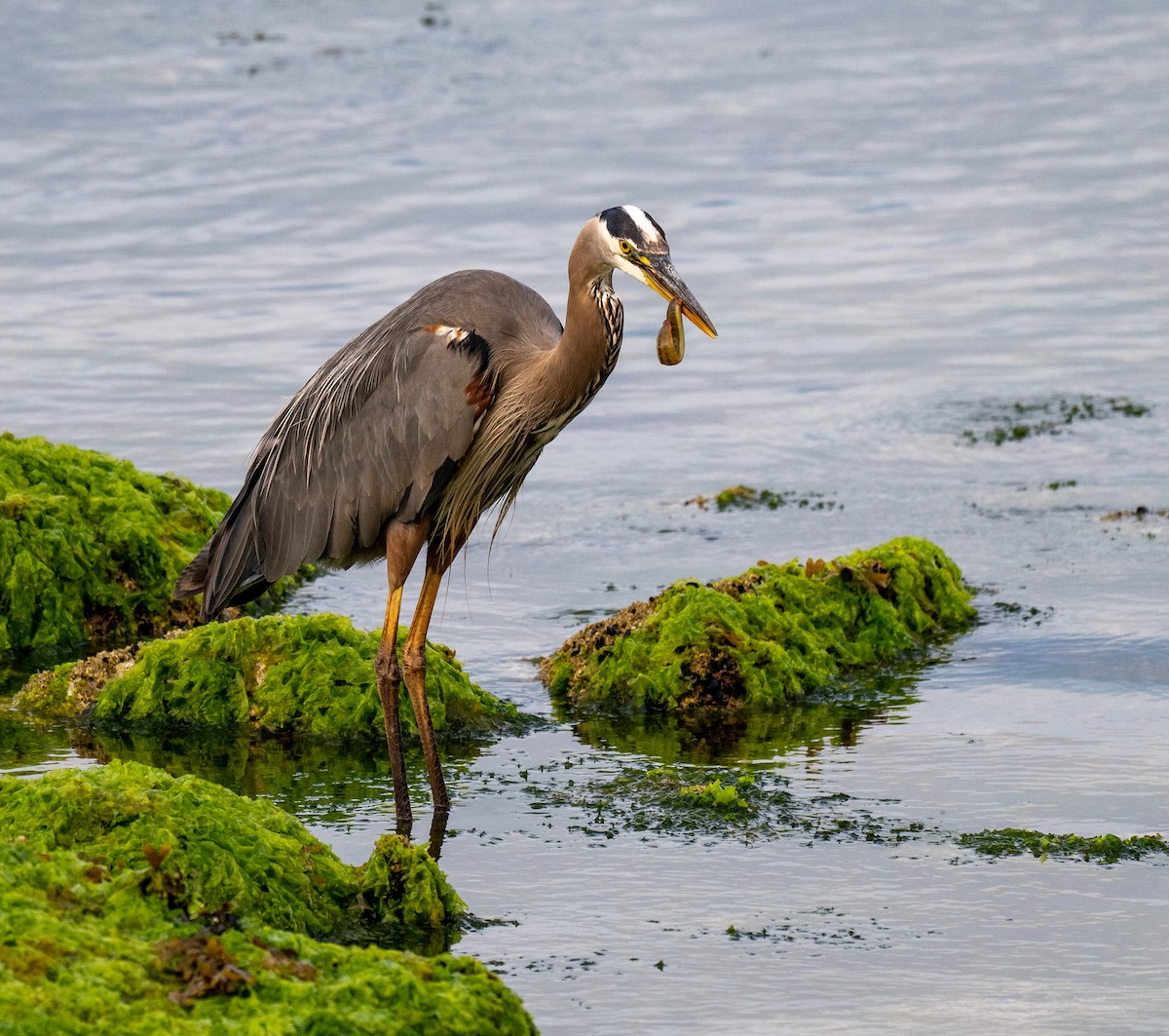 Great Blue Heron - ML641280692