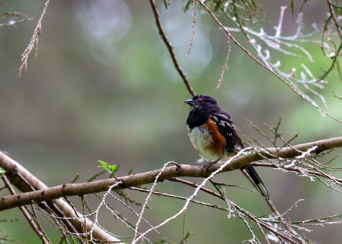 Spotted Towhee - ML641280695