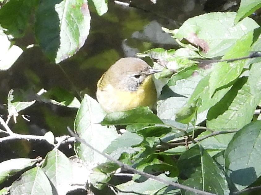 Weidengelbkehlchen - ML641280744