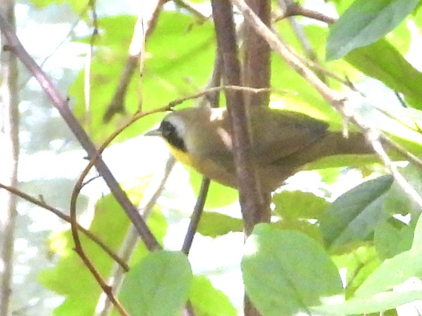 Weidengelbkehlchen - ML641280745