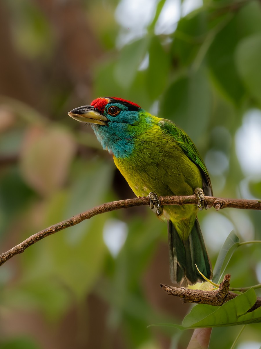 barbet modrolící - ML641280748