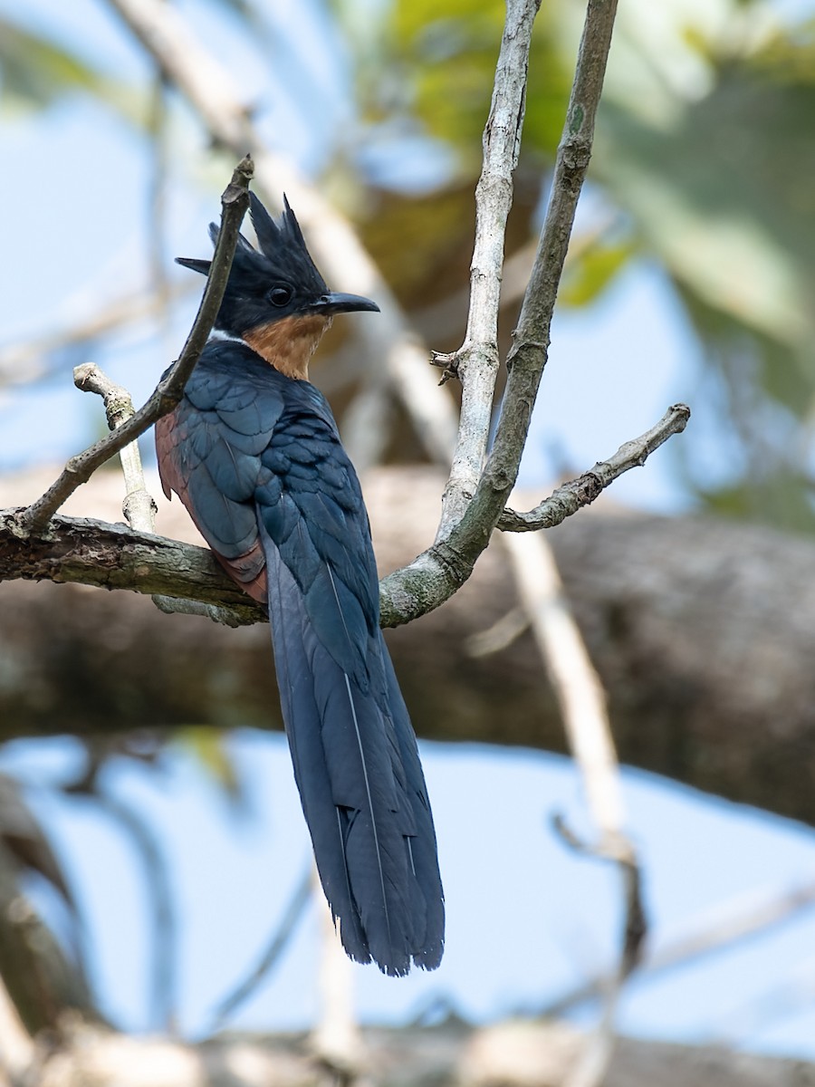 Chestnut-winged Cuckoo - ML641280764