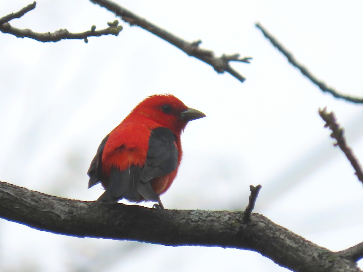 Scarlet Tanager - ML641280775