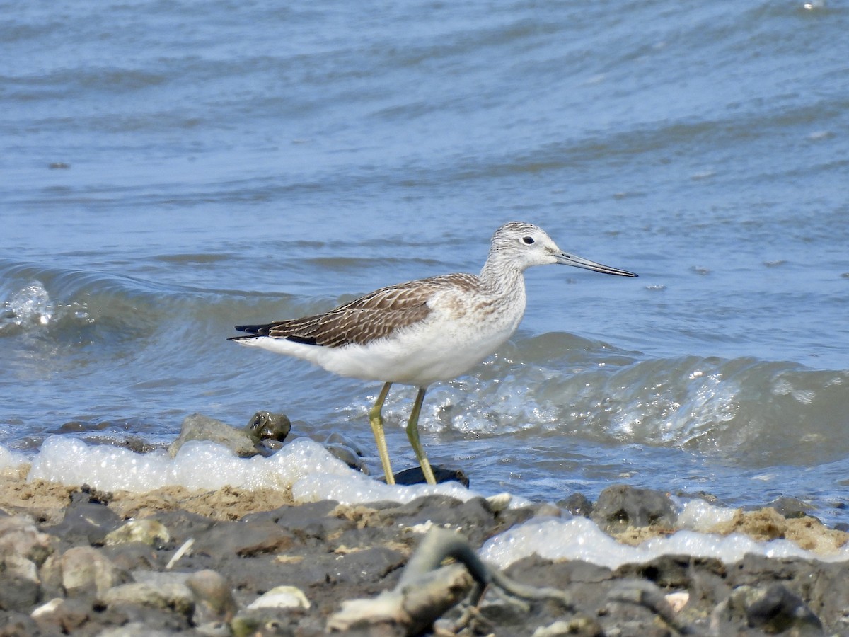 Pantana - ML641280815