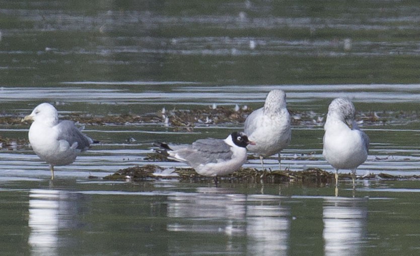 Franklin's Gull - ML641280816