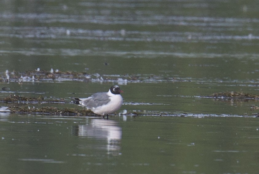 Franklin's Gull - ML641280817