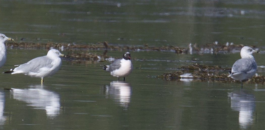 Franklin's Gull - ML641280819