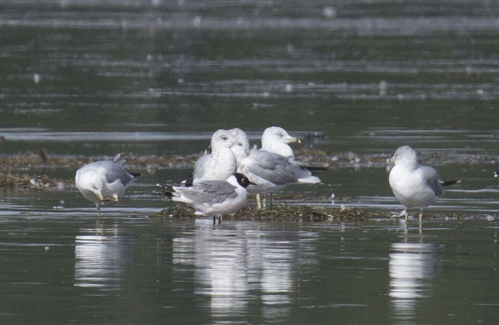 Franklin's Gull - ML641280820