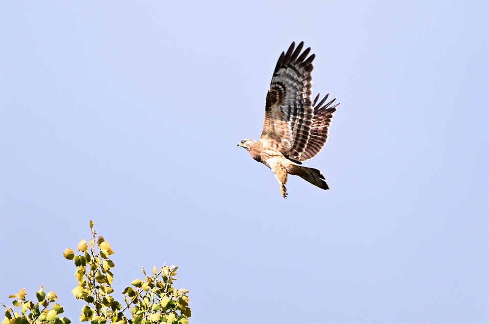 European Honey-buzzard - ML641280826