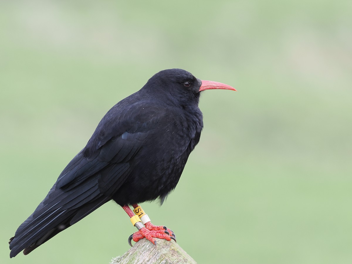 Red-billed Chough - ML641280831