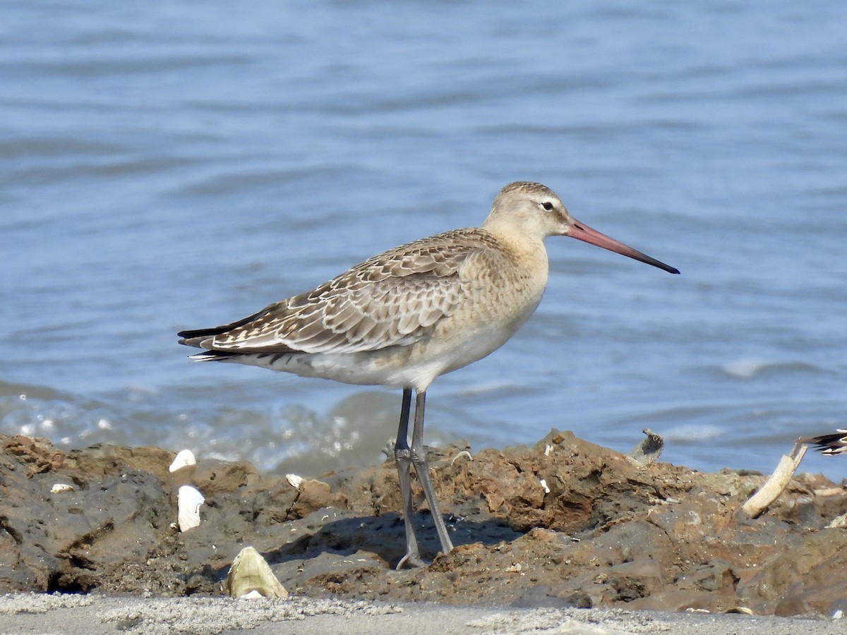 Pittima reale - ML641280867