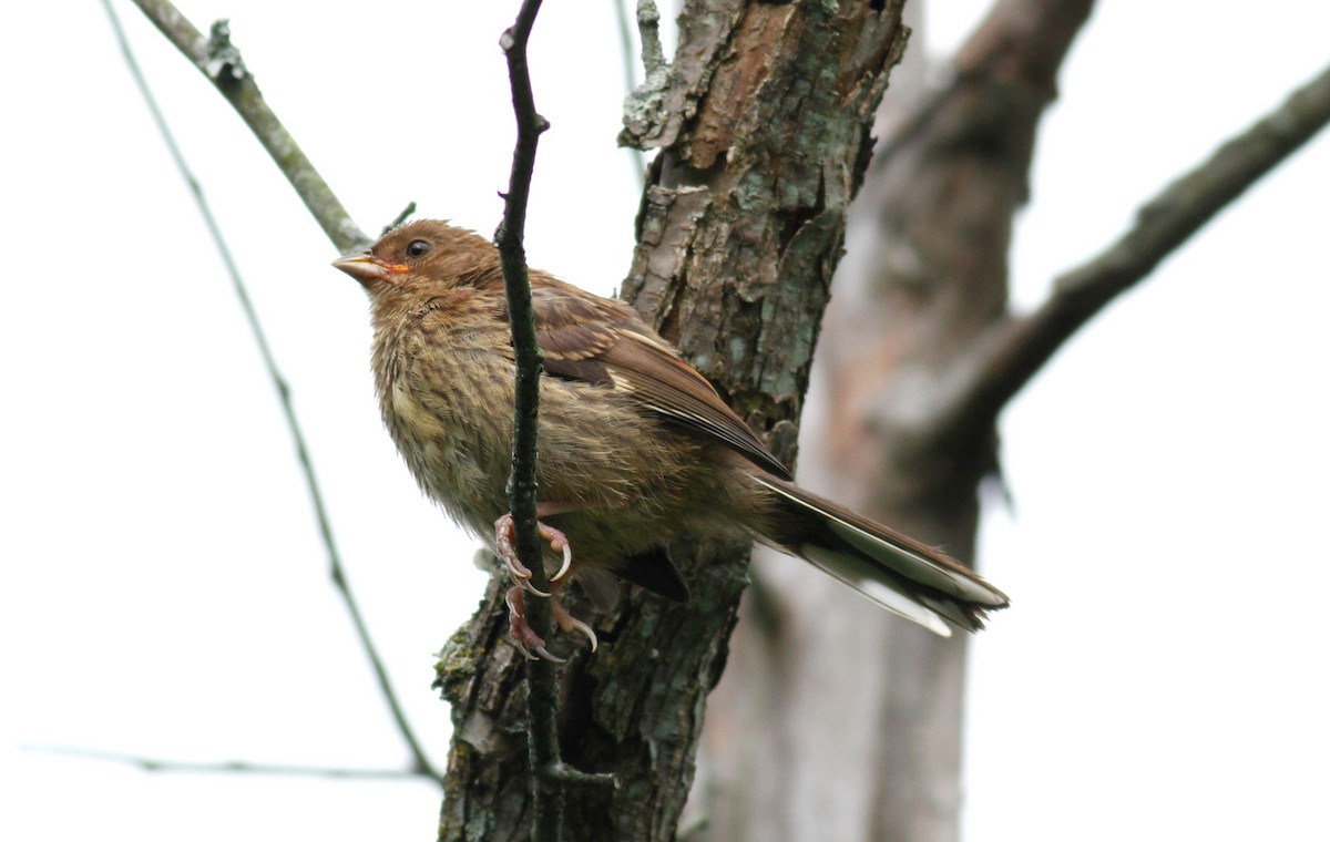 Eastern Towhee - ML64128091