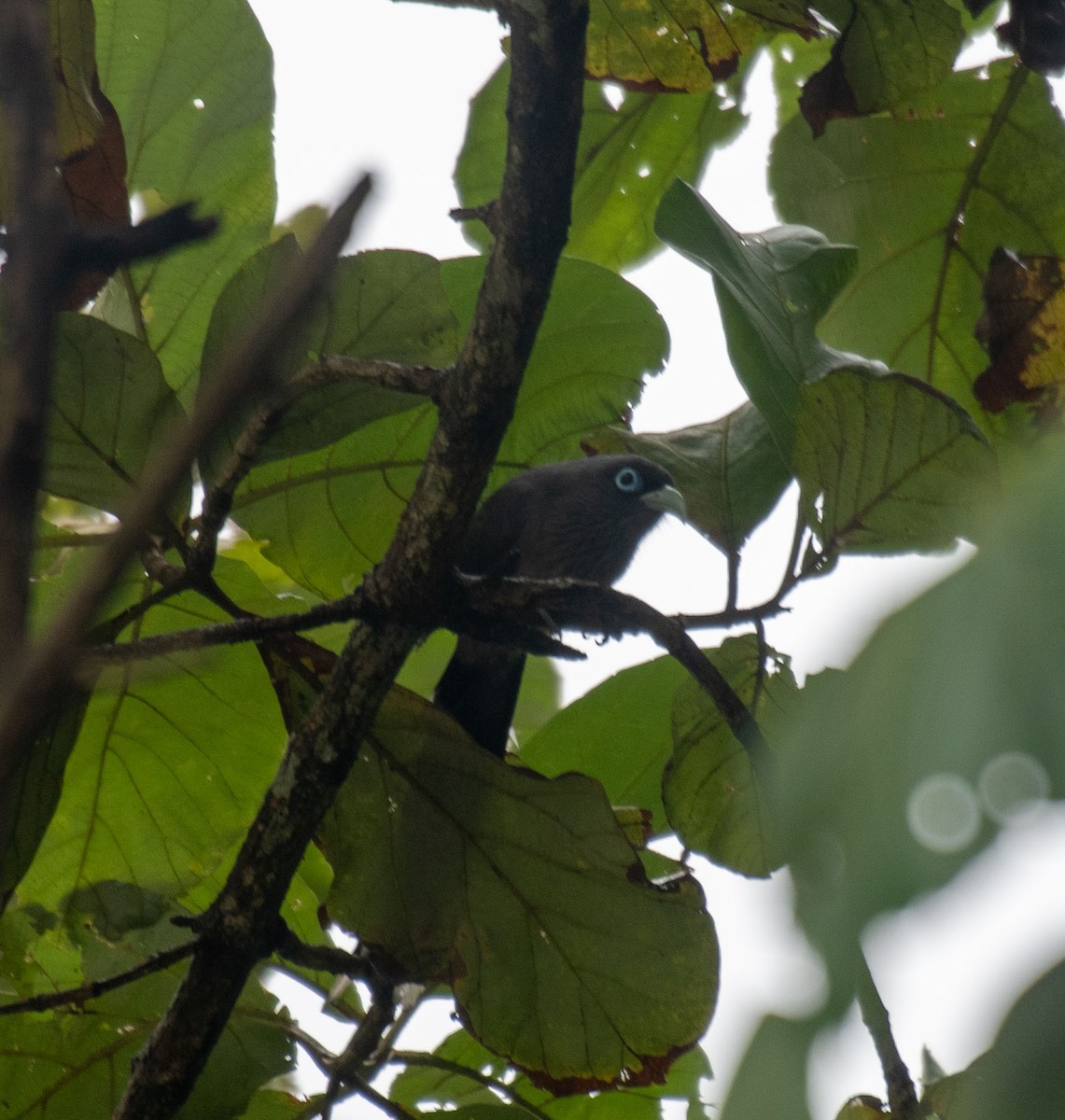 Blue-faced Malkoha - ML641280910