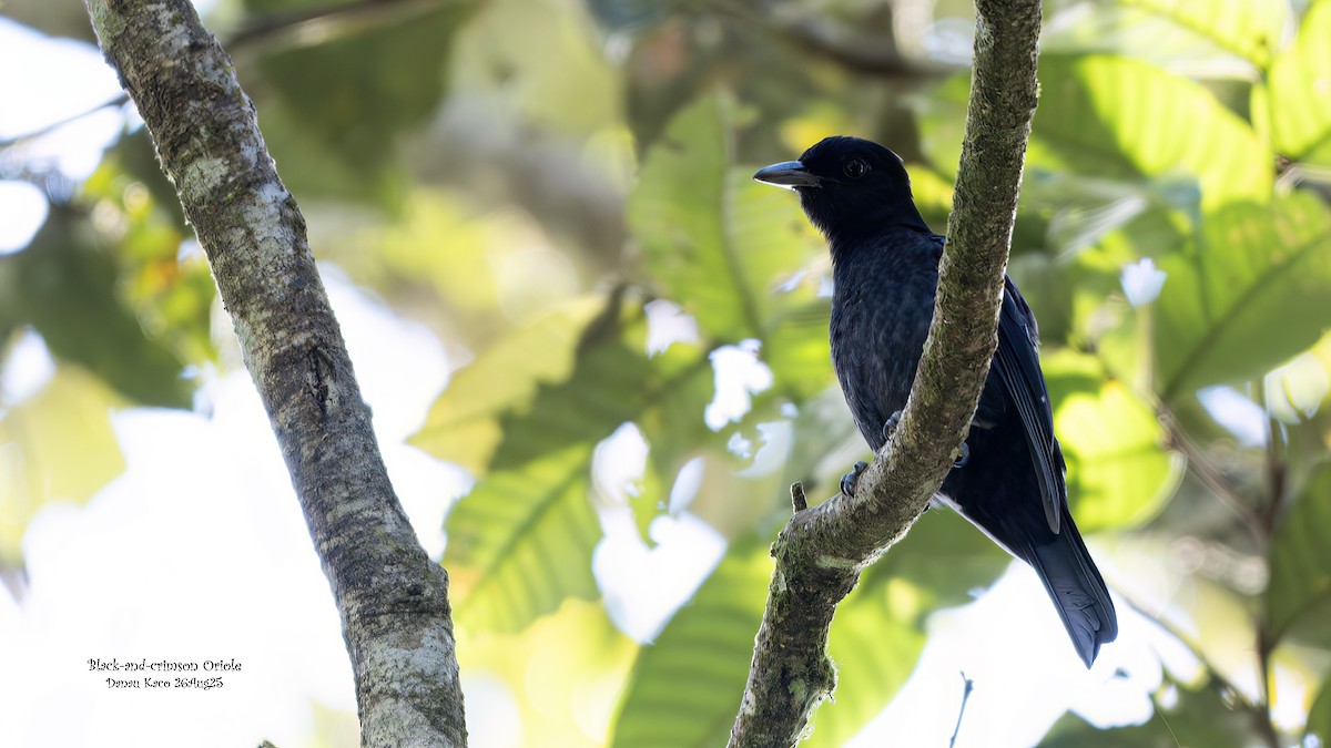 Black-and-crimson Oriole - ML641280954