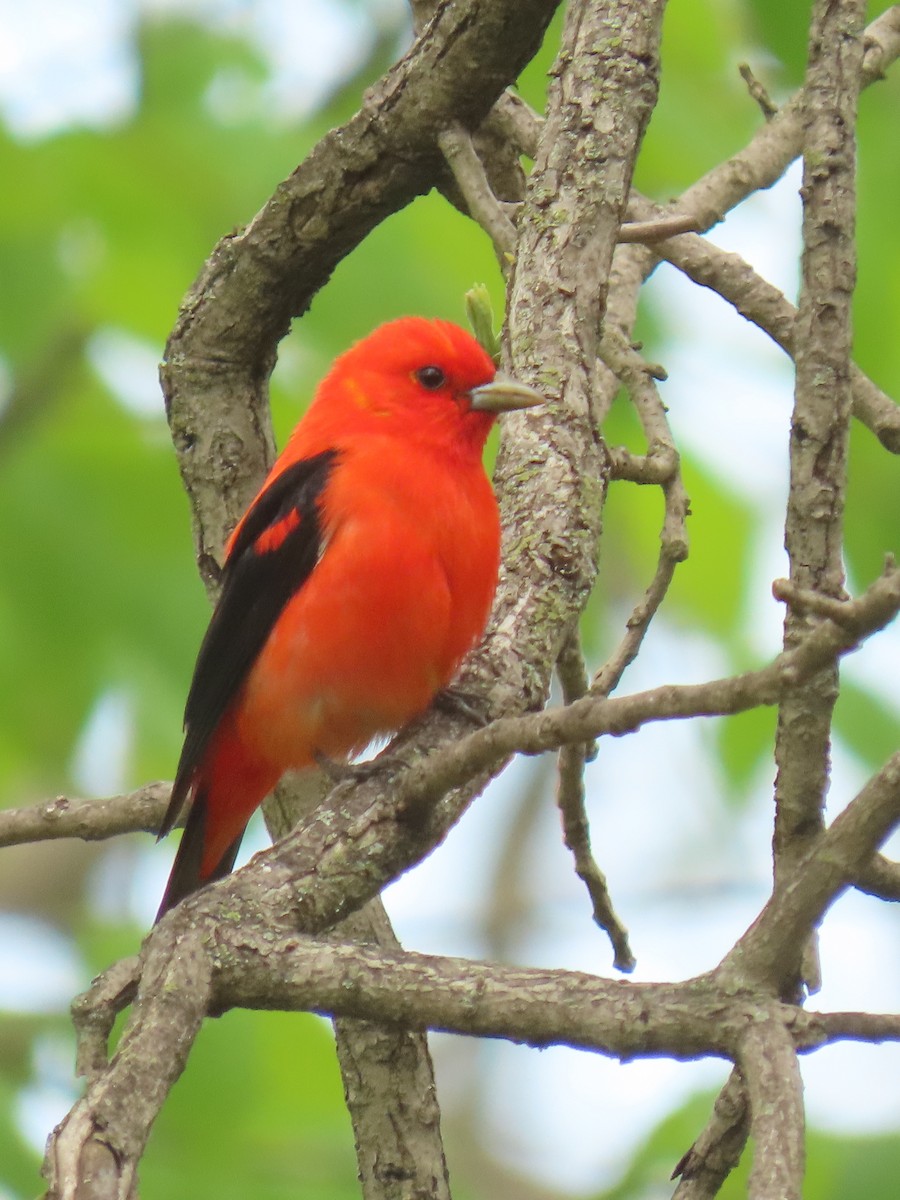 Scarlet Tanager - ML641280959