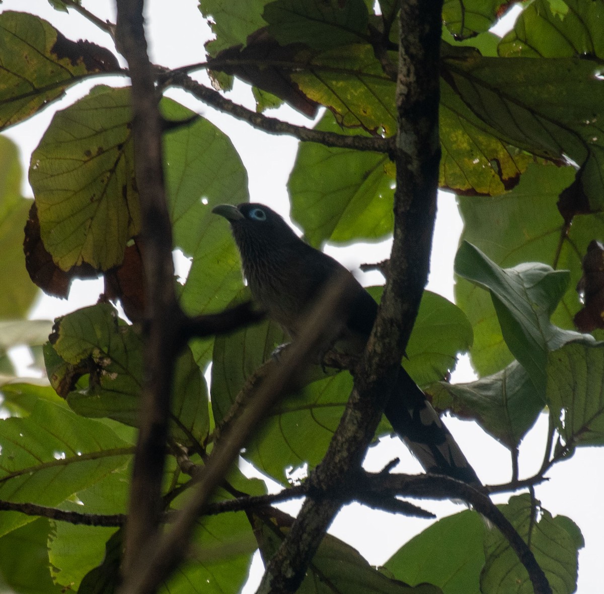 Blue-faced Malkoha - ML641280983