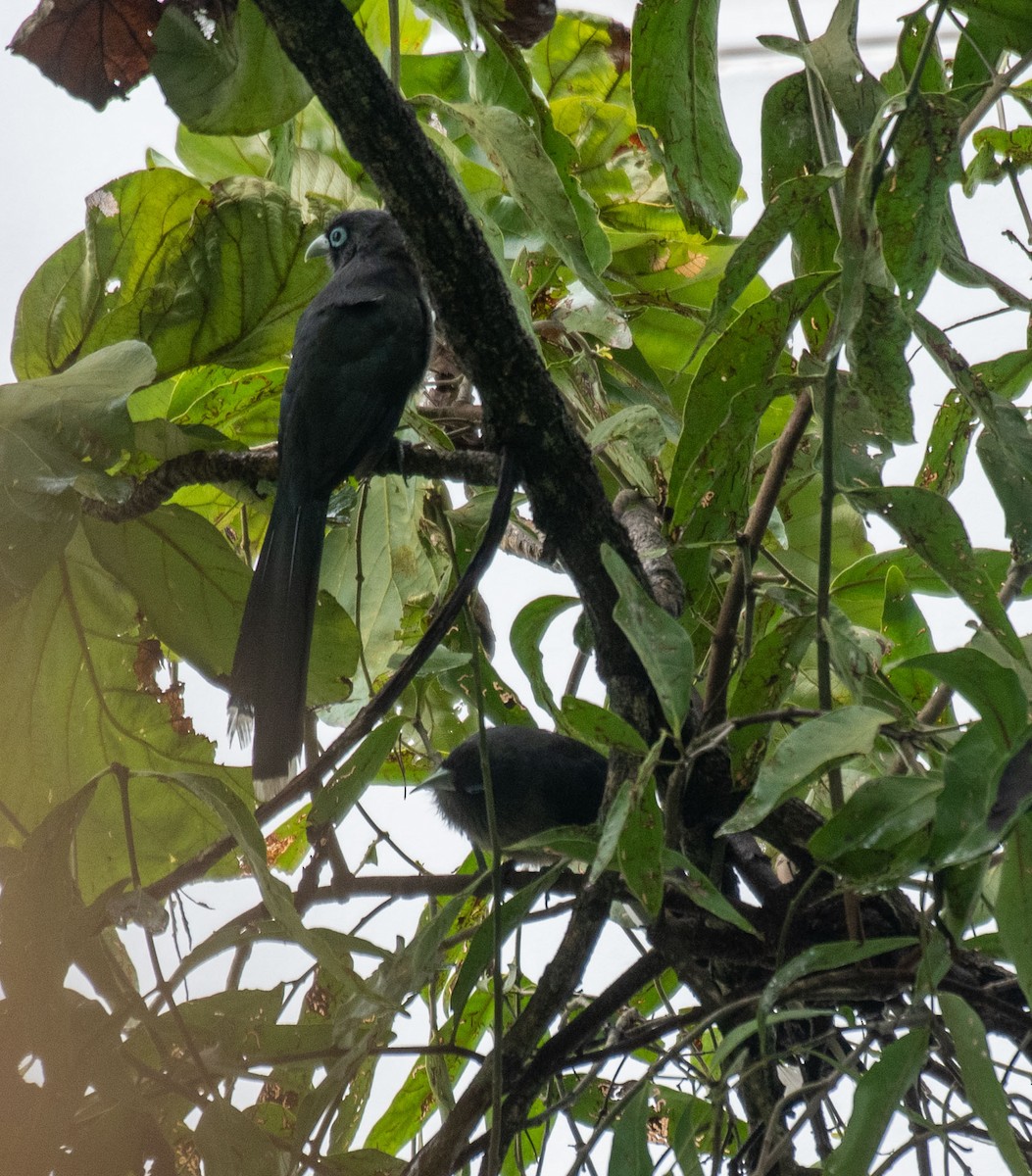 Blue-faced Malkoha - ML641280990