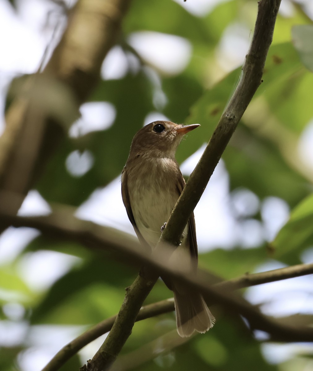 Brown-streaked Flycatcher - ML641281010