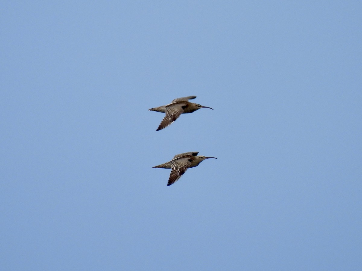 Chiurlo piccolo - ML641281016