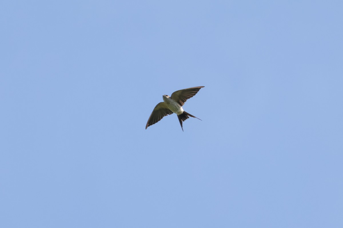 Eastern Red-rumped Swallow (Striated) - ML641281062