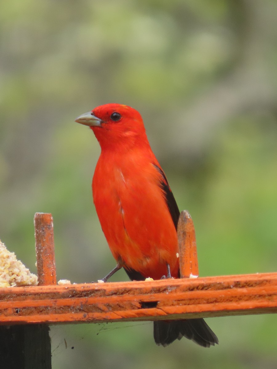 Scarlet Tanager - ML641281065