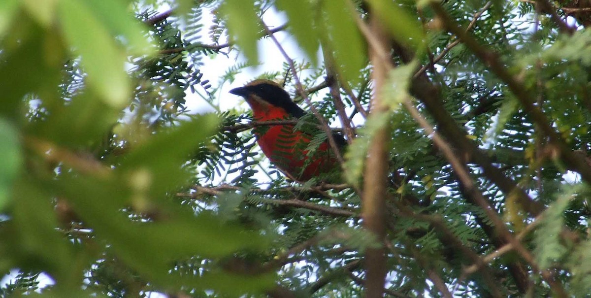 Yellow-crowned Gonolek - ML641281074