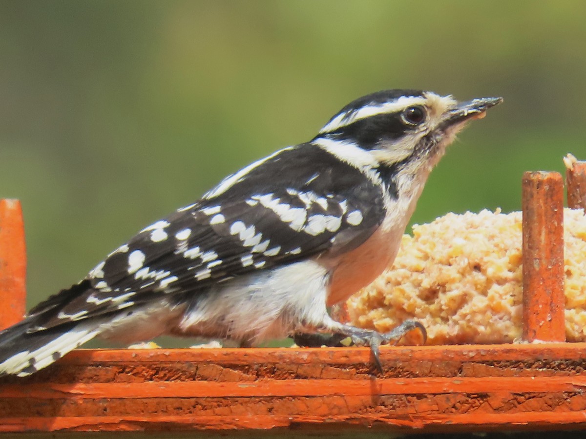 Downy Woodpecker - ML641281096