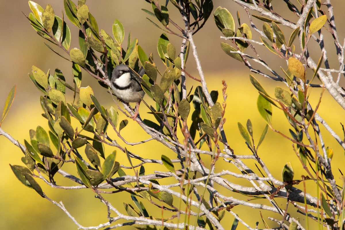 Bar-throated Apalis - ML641281107