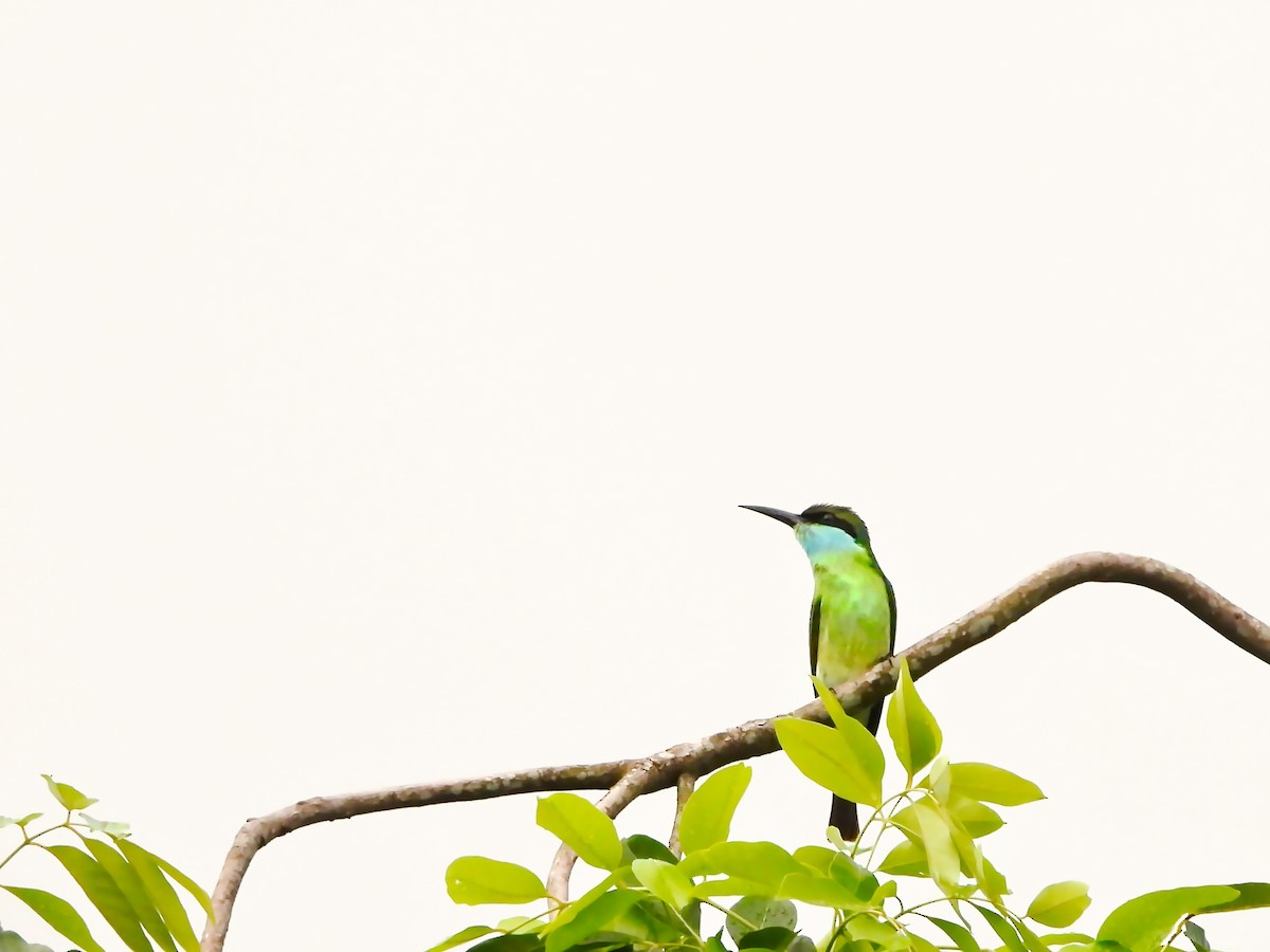 Blue-throated Bee-eater - ML641281129